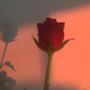 Meet your Posher, Guadalupe